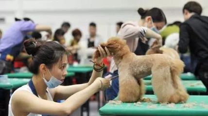貓咪咖啡館、'云養(yǎng)貓'……寵物經(jīng)濟(jì)為何火熱？